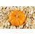 Dried RAW Pumpkin Seeds 1 KG  WITHOUT SHELL / WITHOUT SALT