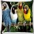 Snoogg Cute Birds Digitally Printed Cushion Cover Pillow 16 x 16 Inch