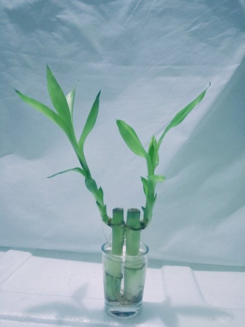 Buy Lucky Bamboo In A Vase Online Get 20 Off