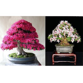 Buy Japanese Sakura Cherry Blossom Bonsai Tree Seeds Online Get 42 Off