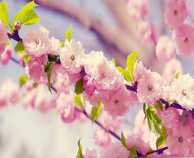 Buy Japanese Sakura Cherry Blossom Bonsai Tree Seeds Online Get 42 Off