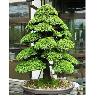 Buy Bonsai Pine Tree Seeds Online Get 33 Off
