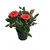 Light Red Rose Plant