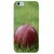 Fuson Designer Phone Back Case Cover Apple iPhone 6 Plus :: Apple iPhone 6+ ( A Cricket Ball On Grass )