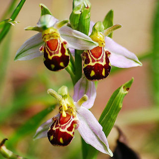 Buy Orchid Flower Seeds Smile Face Interesting Flowers Online Get 60 Off