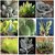 Cotyledon Mix 20 SEEDS  Exotic Cute Rare succulent