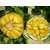 Honey Dew Jack-fruit Rare Sweet Jackfruit High Growing Seeds- 5 seeds