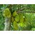 Honey Dew Jack-fruit Rare Sweet Jackfruit High Growing Seeds- 5 seeds