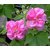 Confederate rose , Hibiscus Mutabilis cotton rose Flower Seeds 25 seeds pack