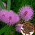 35 Mimosa Pudica Seed Sensitive Splendid Flower Beautiful Lovely Popular Plant seeds