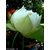 White Lotus / Waterlilly Flower seeds - Kamal Nelumbo Nucifera 10 seeds