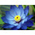 SAPPHIRE BLUE LOTUS / Waterlilly Flower - Kamal Nelumbo Nucifera 10 seeds