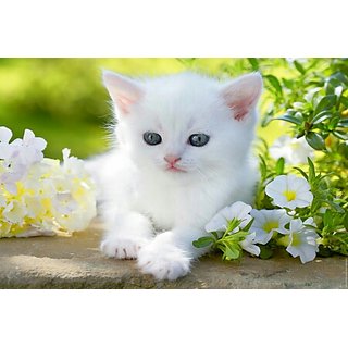 Buy Cute White Kitten Wallpaper Online @ ₹280 from ShopClues