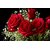 HD Red Roses Wallpaper