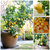 Rare Lemon Tree Indoor Outdoor Available Heirloom Fruit Seeds Love Garden 10pcs
