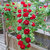 20 pcs Rare Red Climbing Rose Seeds Perennial Flower seeds for Garden Decor