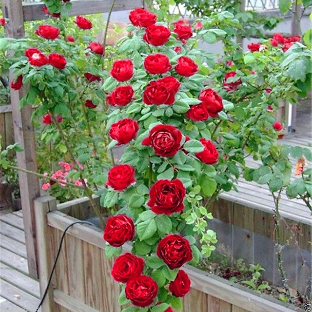 20Pcs Rare Seed Osiria Rose Ruby Rose Flower Seeds Garden W R4F6 K1Q With P R0U8