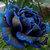 10 PCS Lover Charming Bush Midnight Supreme Seeds Rare Garden Blue Rose Seeds