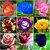 Mixed Rose Flower 20 Seeds Home Garden Flower Seeds,Rarest Variety