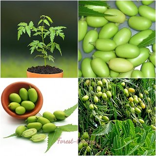 Buy Indian Neem - Azadirachta indica Medicinal Plant 10 Seeds, High ...