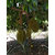 Rare Dwarf Sweet  Black Gold  Jackfruit Deep Orange Color Fruit Seeds - 5 seed