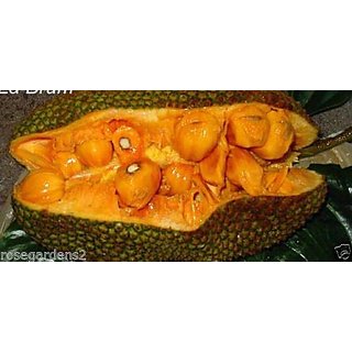 Jackfruit Color Buy Rare Dwarf Sweet Cheena Jackfruit Deep Orange Color