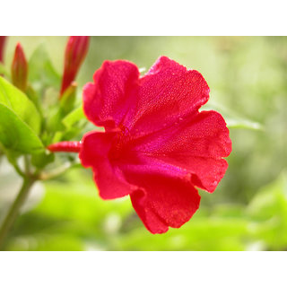 Buy 10 Pcs Red Four O Clock Mirabilis Jalapa Flower Seeds Good Germination Rate Online 99 From Shopclues Buy 10 Pcs Red Four O Clock Mirabilis Jalapa Flower Seeds Good Germination Rate Online 99 From Shopclues