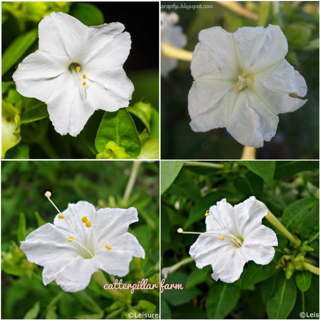 Buy 10 Pcs White Four O Clock Mirabilis Jalapa Flower Seeds Good Germination Rate Online 100 From Shopclues