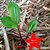 INSULIN PLANT/ DIABETIC HERB/ SUGAR PLANT/ FIERY COSTUS/ SPIRAL FLAG for Diabetics - From Kerala