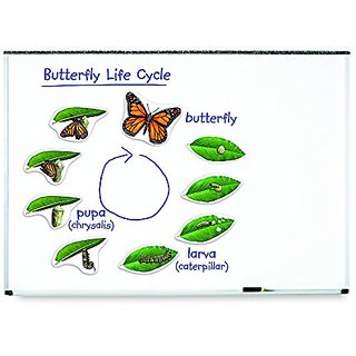 Buy LEARNING RESOURCES GIANT MAGNETIC BUTTERFLY LIFE CYCLE (Set of 3 ...