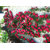 12 pcs Rare Red Climbing Rose Seeds Perennial Flower seeds for Garden Decor