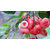 10 Seeds Delicious Water Rose Apple, Exotic Fruit variety,Super Tasty Fruits,Free Shipping,Water Rose Apple