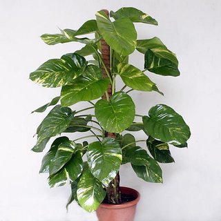 Money Plant