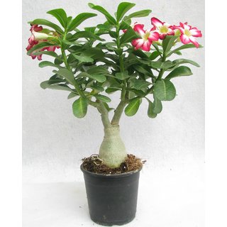 Buy Adenium Desert Rose Plant Online - Get 33% Off