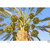 10 Medjool Date Palm Seeds, Pits, Phoenix dactylifera Large Fruit Mejhool Dates