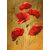 poppy flowers Painting 12 x 18 Inch Laminated Poster
