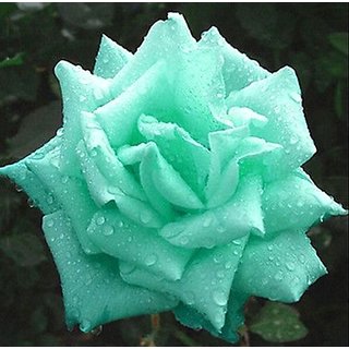 Buy Green Rose Plant Seeds Online Get 35 Off