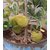 5 Seeds Bonsai Dwarf Jack-Fruit High production dwarf Jack-fruit Seeds