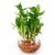 Urmika Plants 2 Layer Lucky Bamboo Indoor Plant For Lucky and Prosperity