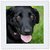 3dRose Dog - black Labrador. - Quilt Square, 8 by 8-Inch (qs_206818_3)