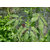 Sinduvara - Nochi Leaf Powder 200Grams (50Grms x 4Packs)