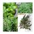 SOIL ME Packing of 4 Herb Seeds - Basil, Rosemary, Oregano and Thyme