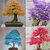 10pcs Mixed Japanese Maple Tree Bonsai Seeds Acer Palmatum Atropurpureum Plant