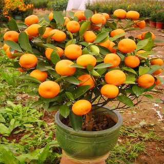 Buy Seeds-5 Bonsai Mandarin Orange Indoor Bonsai Plants ...