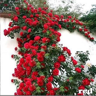 Seeds-Red Climbing Rose Hybrid High Quality Fast Growth Imported 10