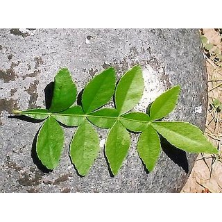 Buy Maha Vilvam Plant Seeds Online 398 From Shopclues Bilva vriksham prayachchhaami eka bilvam shivaarpanam. maha vilvam plant seeds