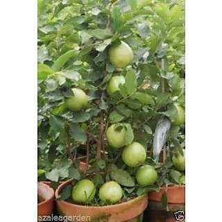Bonsai Giant Thailand Guava Fruit Black Seed 30 Seeds Online Bonsai Giant Thailand Guava Fruit Black Seed 30 Seeds