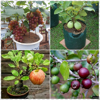 Bonsai Fruit Seeds Combo Packs -Grapes, Guava ,Apple, Strawberry (5 Seed Each)