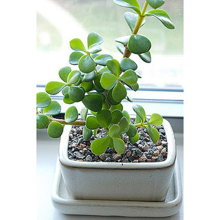 Jade Plant Online Get 7 Off Jade Plant