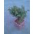Jade Plant Crassula Category
